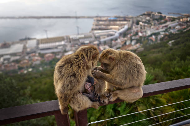 A pair of Barbary Macaque grooming on the Rock of Gibraltar with seascape in background.