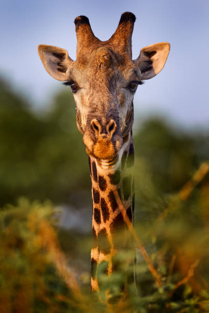 Giraffe in bush forest, evening light, sunset. Idyllic giraffe silhouette with evening blue sky, Botswana, Africa. Wildlife scene from nature.