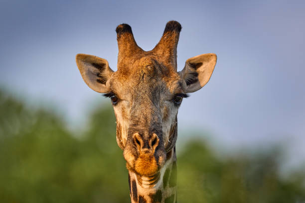 istock Giraffe in bush forest, evening light, sunset. Idyllic giraffe silhouette with evening blue sky, Botswana, Africa. Wildlife scene from nature. 2198128562