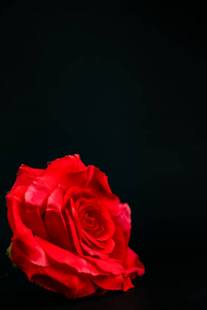 macro isolated red rose on black background romance love valentine vertical copy space