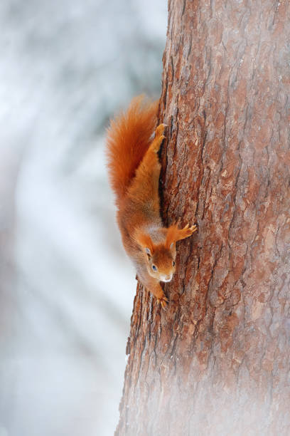 istock Squirrel with big orange tail. Feeding scene on the tree. Cute orange red squirrel eats a nut in winter scene with snow,  Germany. Wildlife nature. 2198128680