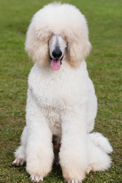 istock Fluffy White Royal Poodle Sitting on Grass 2198130454