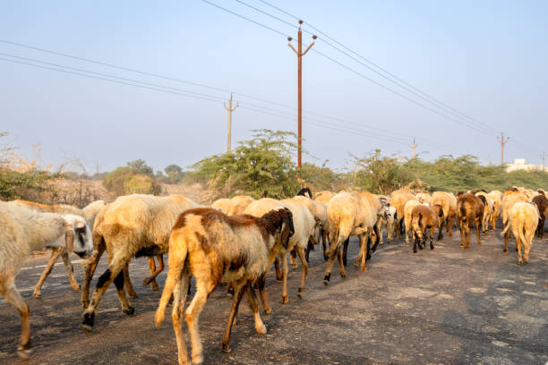 herd of sheep strolling on road in early daylight