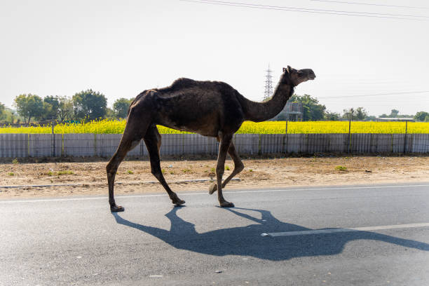 istock isolated wild camels at tarmac highway with bright daylight 2198130874