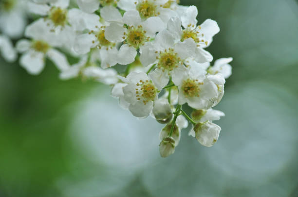 Beautiful white mirabelle flowers in a cluster, close-up