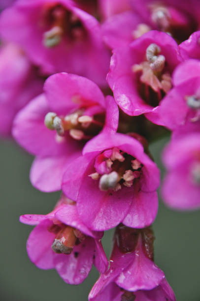 istock Beautiful pink flowers in a cluster blooming 2198131606