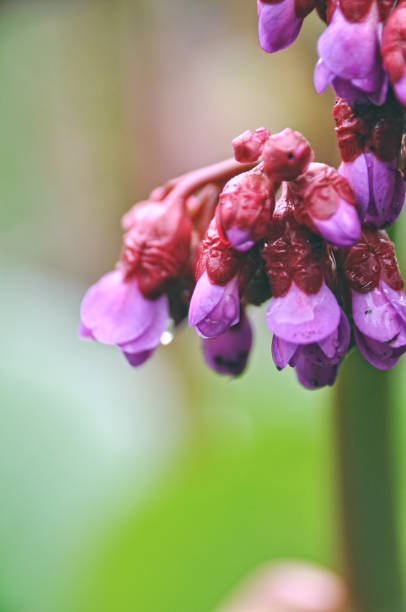 istock Beautiful pink flowers in a cluster blooming 2198131609
