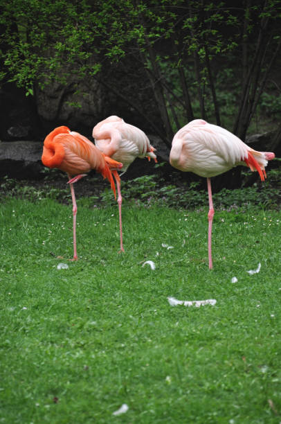 istock Pink flamingos resting on green grass 2198131719