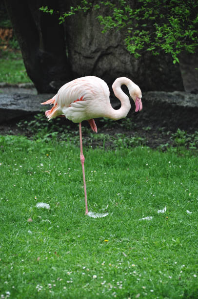istock Pink flamingos resting on green grass 2198131789