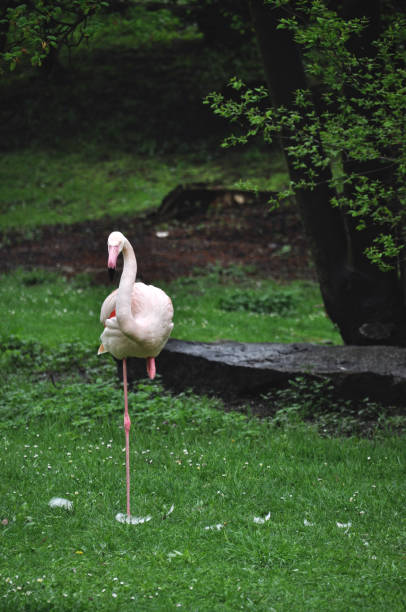 istock Pink flamingos resting on green grass 2198131791
