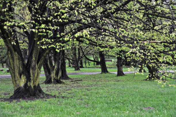 Old wet trees after rain, early spring, green leaves hang low branches