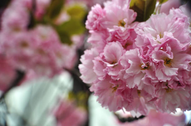 Pink flowers blooming on a tree in spring in an urban space