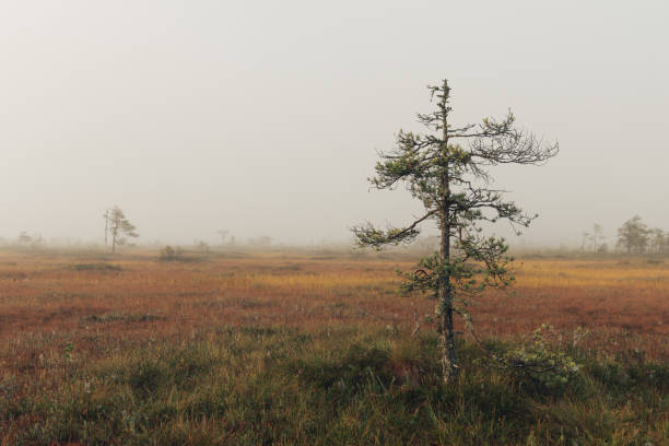 a lonely tree in a swamp