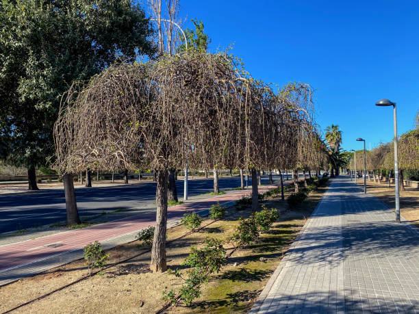 istock Bare trees in the street in winter 2198133985
