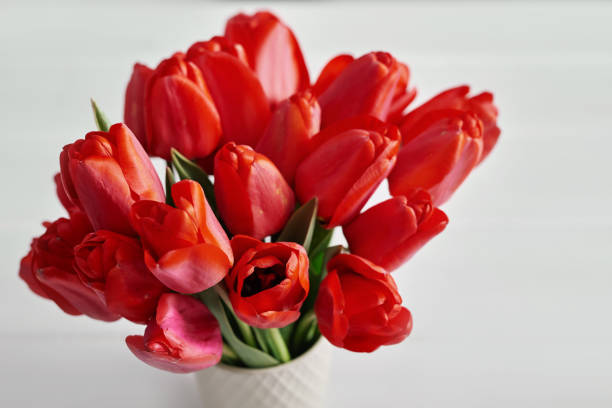 istock Red tulip flower isolated on white background. 2198135769