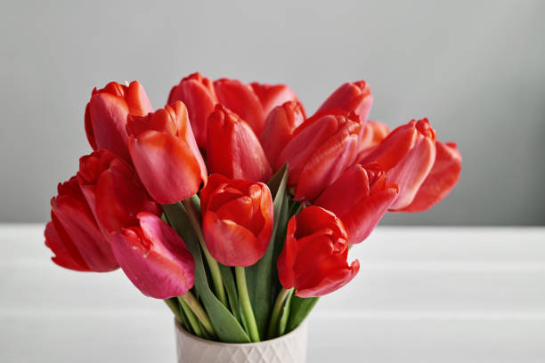 istock Red tulip flower isolated on white background. 2198135781