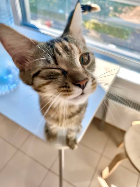 istock Close-up of a funny winking cat 2198138777