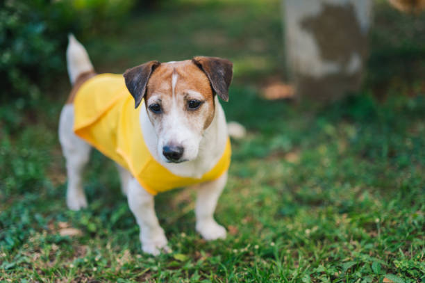 istock cheerful Jack Russell Terrier in a vibrant green yard 2198138888
