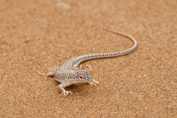 istock Reticulated Sand Lizard - Meroles Reticulatus 2198141435