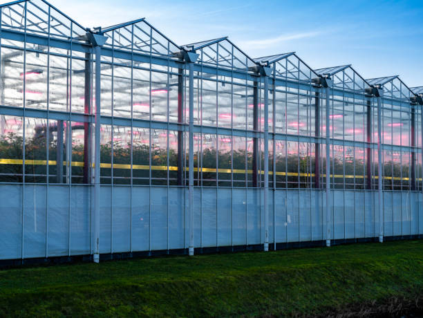 istock Industrial greenhouse with purple LED light. 2198141627
