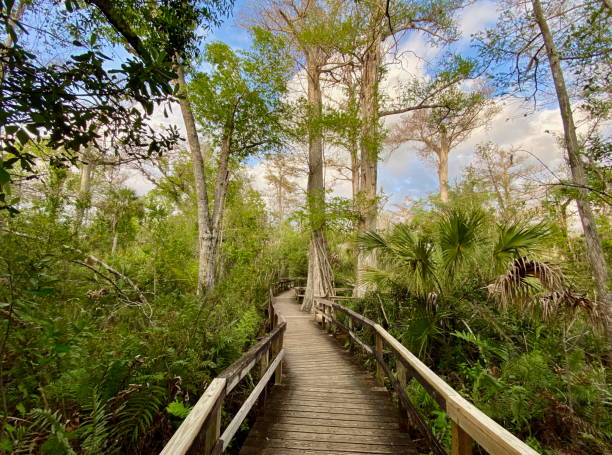 istock A winding wooden boardwalk through a lush cypress forest in Florida 2198142049