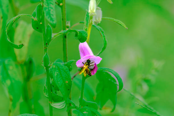 Bumblebee feasting on the fresh morning nector of flowers growing in the wild