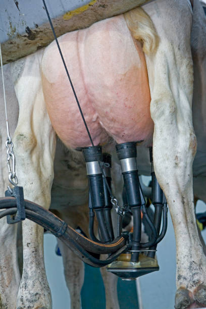 Portrait of confident successful female farm worker holding buckets and posing in cowshed