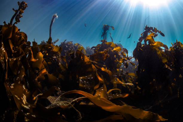 istock An underwater scene of a kelp forest in clear water 2198143014