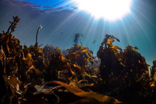 istock An underwater scene of a kelp forest in clear water 2198143244