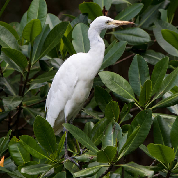 istock Great Egret in Dominican Republic Caribbean 2198144199