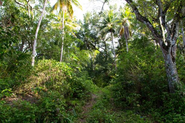 istock Path through the jungle in Dominican Republic 2198144305