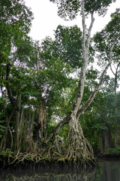 istock Mangrove Forest in Dominican Republic 2198144308