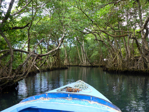 Mangrove Forest and swamp at Laguna Gri-Gri in the Northern part of Dominican Republic, Caribbean.