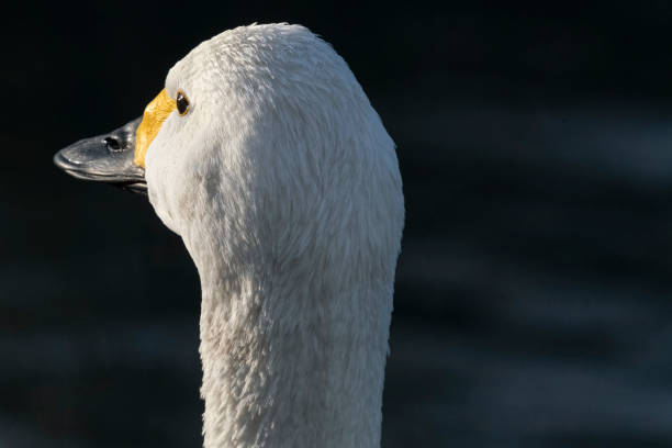 A Bewick's swan is depicted in profile, its white plumage contrasting against a dark background. The bird's eye is prominently visible, and its beak shows a distinctive yellow marking by the base, transitioning to black at the tip. The swan's feathers appear dense and soft, highlighted by the lighting, emphasizing the graceful curve of its neck.