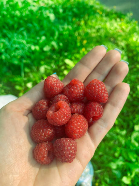 istock handful of raspberries 2198145078