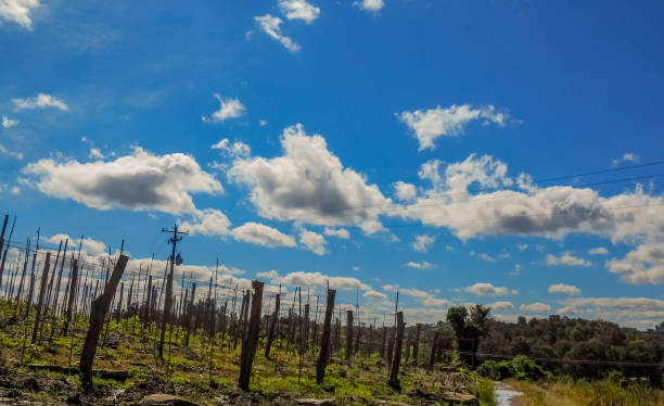Spring Vineyards in the Yarra Valley Victoria