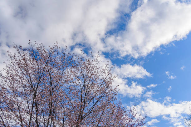 Mountain cherry blossoms against the blue spring sky Aomori, Japan