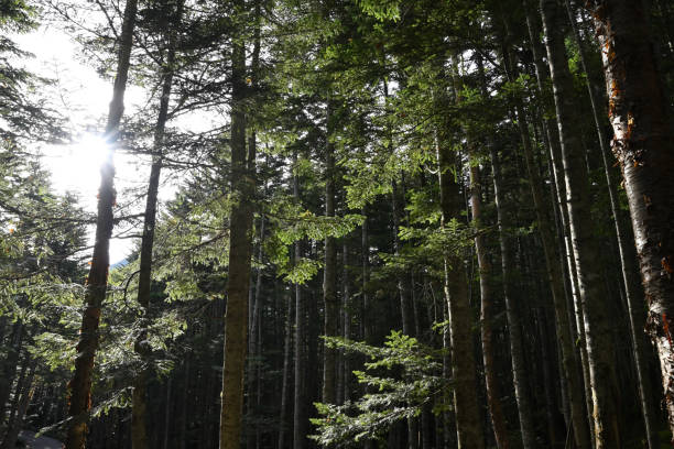istock Climbing Mt. Nikko-Shirane, Tochigi, Japan 2198147564