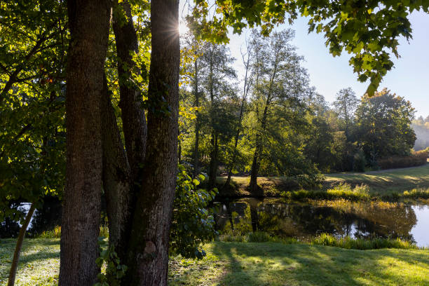 istock mixed forest and river in sunny weather in early August 2198147631