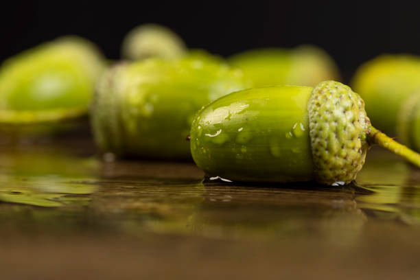 wet green big oak fruits acorns, not ripe and wet in drops of water green oak acorn