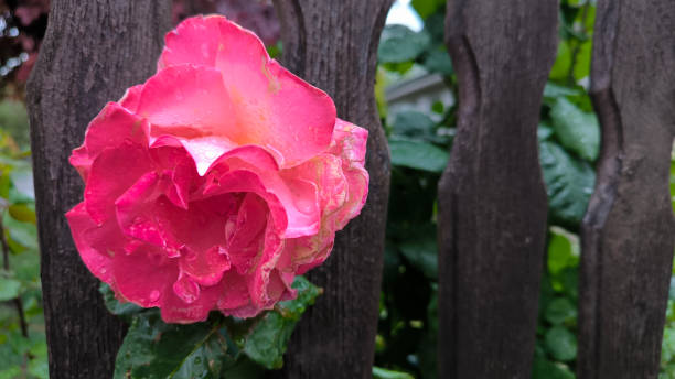 roses in bloom in sunlight and rain close up