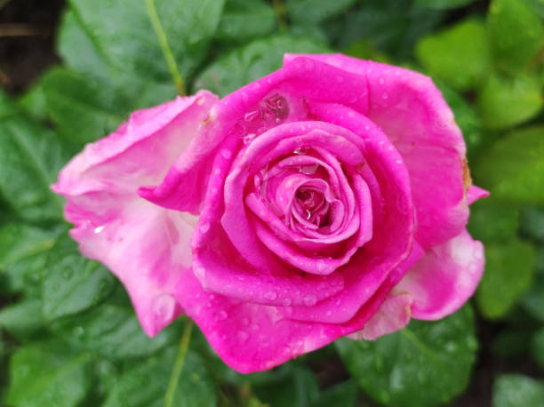 Beautiful macro shot of a blooming pink rose covered in fresh dew drops. The delicate petals glisten with moisture, creating a romantic and natural floral scene. Ideal for nature, love, and botanical themes.