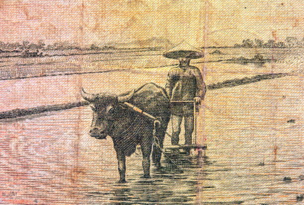 Thailand bull rice paddy farmer plowing agriculture engraving from no longer circulating Thai paper money currency bill.