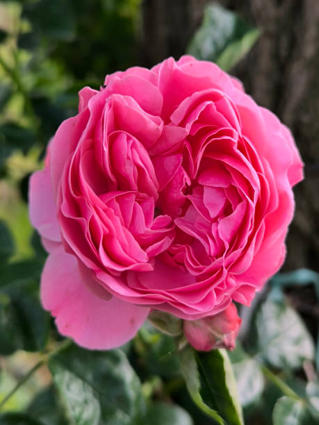 istock blooming pink roses in the garden 2198147986