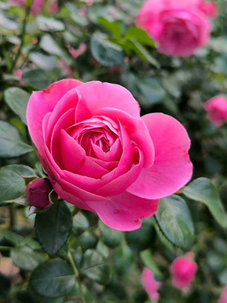 istock blooming pink roses in the garden 2198147990