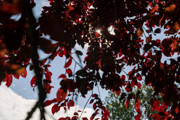 red foliage of trees in sunny weather, a tree with red foliage against a blue sky background