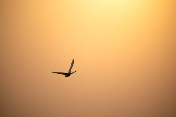 Bird flying over sky during golden sunrise