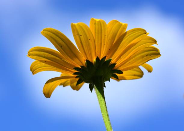 istock Yellow flower glowing blossom closeup side view in the blue sky. 2198150295