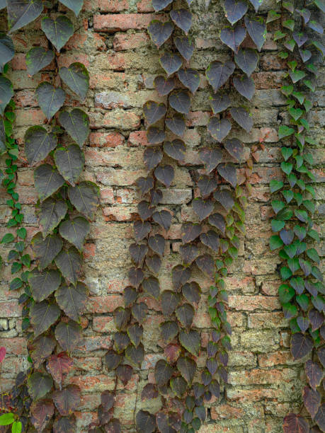 Green ivy plant creeping across an old brick wall. The green vines and leaves of a common ivy plant creep across an old brick wall from the right-hand side.