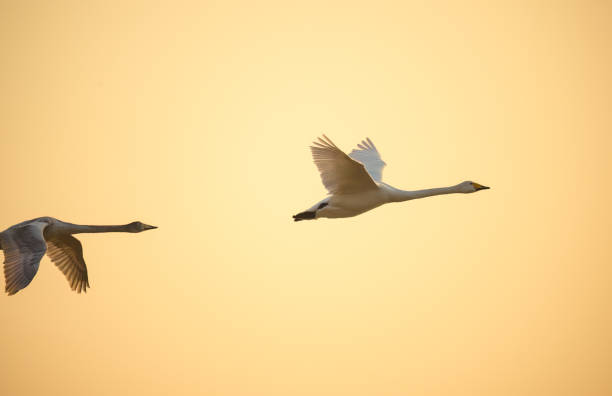 Bird flying over sky during golden sunrise